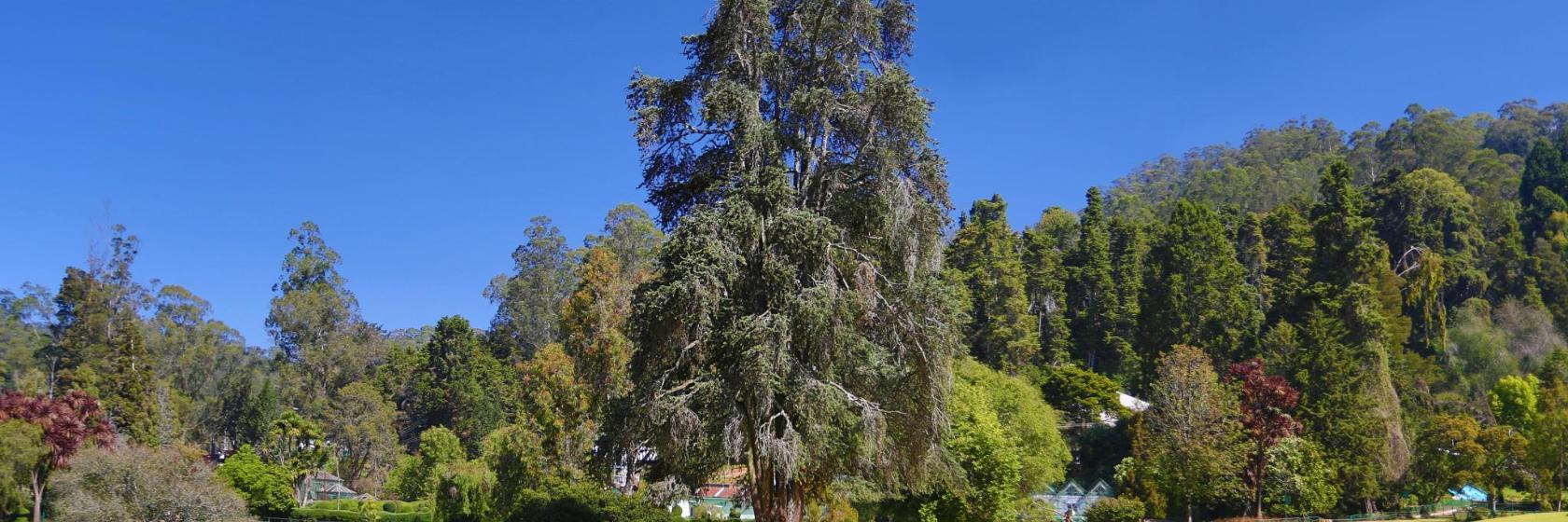 Government Botanical Gardens